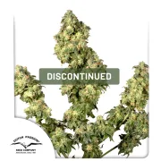 Ultra Skunk – Dutch Passion – Feminisiert