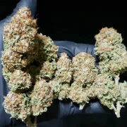 White Widow
