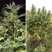 Frisian Dew