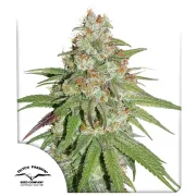Glueberry OG – Dutch Passion – Feminisiert