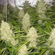 Think Different – Dutch Passion – Autoflowering