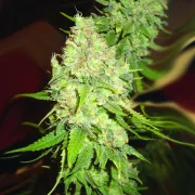 Blackberry OG – Emerald Triangle – Feminisiert