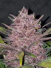 Blackberry Auto