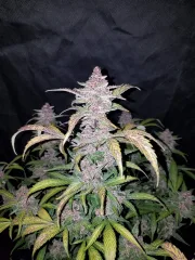 Blackberry Auto