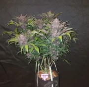 Blackberry Auto – FastBuds – Autoflowering