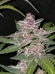Blackberry Auto