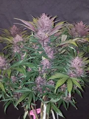Blackberry Auto