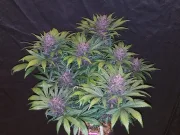 Blackberry Auto