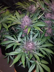 Blackberry Auto