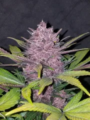 Blackberry Auto