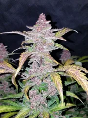 Blackberry Auto