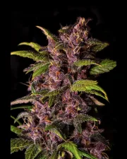 Crystal Meth Auto