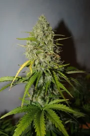 Grapefruit Auto