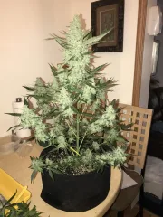 Green Crack Auto – FastBuds – Autoflowering