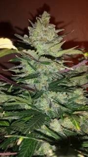 Green Crack Auto