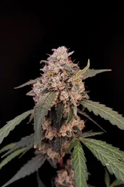 Original Auto AK – FastBuds – Autoflowering