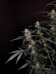Original Auto Amnesia Haze