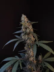 Original Auto BubbleGum