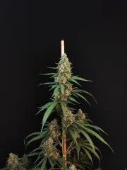Original Auto Cheese