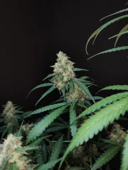Original Auto Cheese