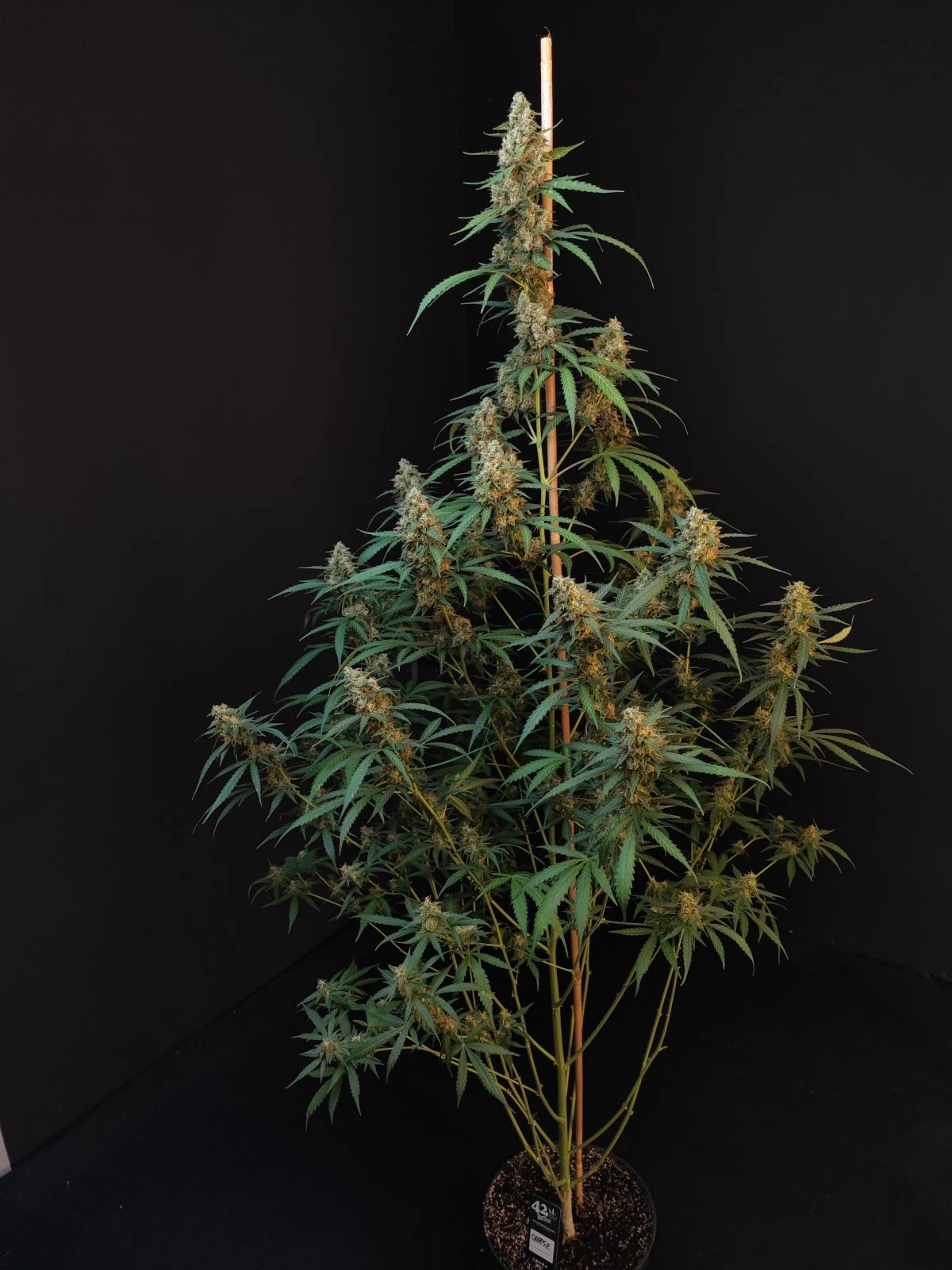 Original Auto Cheese