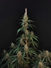 Original Auto Cheese