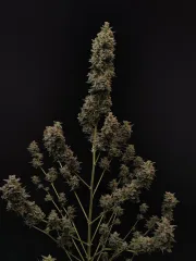 Original Auto Chemdawg