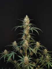 Original Auto Chemdawg