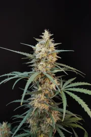 Original Auto Chemdawg – FastBuds – Autoflowering
