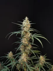 Original Auto Chemdawg