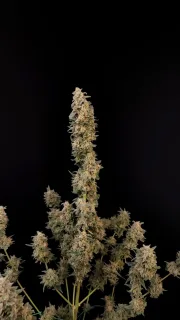 Original Auto Critical