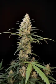 Original Auto Critical – FastBuds – Autoflowering