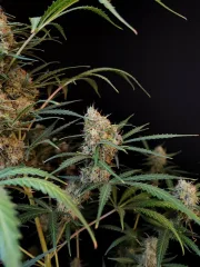 Original Auto Jack Herer