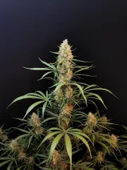 Original Auto Jack Herer