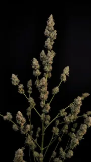 Original Auto Northern Lights