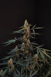 Original Auto Northern Lights – FastBuds – Autoflowering