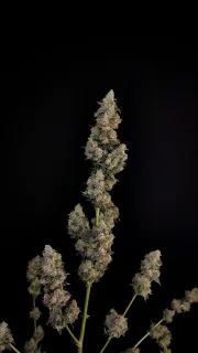 Original Auto Northern Lights