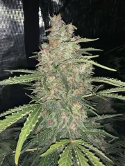 Original Auto OG Kush