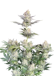 Original Auto Skunk – FastBuds – Autoflowering