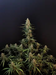 Original Auto Sour Diesel