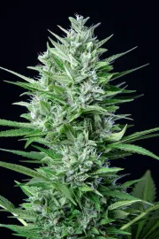 Original Auto White Widow