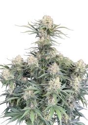 Original Auto White Widow – FastBuds – Autoflowering