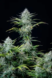 Original Auto White Widow