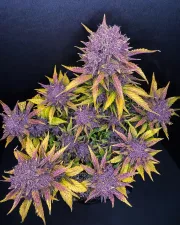 Purple Lemonade