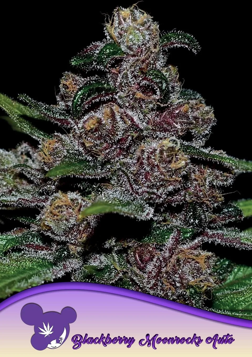 Auto Blackberry Moonrocks – Anesia Seeds – Autoflowering