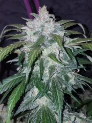Tangie-Matic