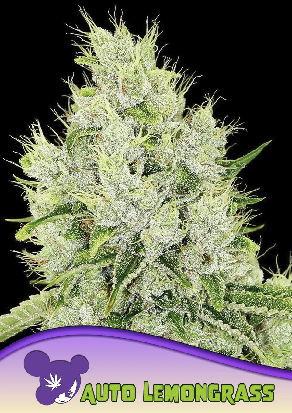 Auto Lemongrass – Anesia Seeds – Autoflowering