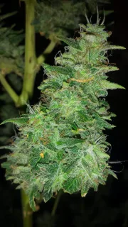 Auto Pounder – Auto Seeds – Autoflowering