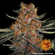 Purple Punch Auto