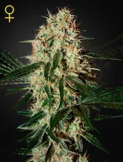Arjans Haze 3 – Greenhouse Seed Co – Feminisiert